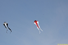 Venice kite festival_0001